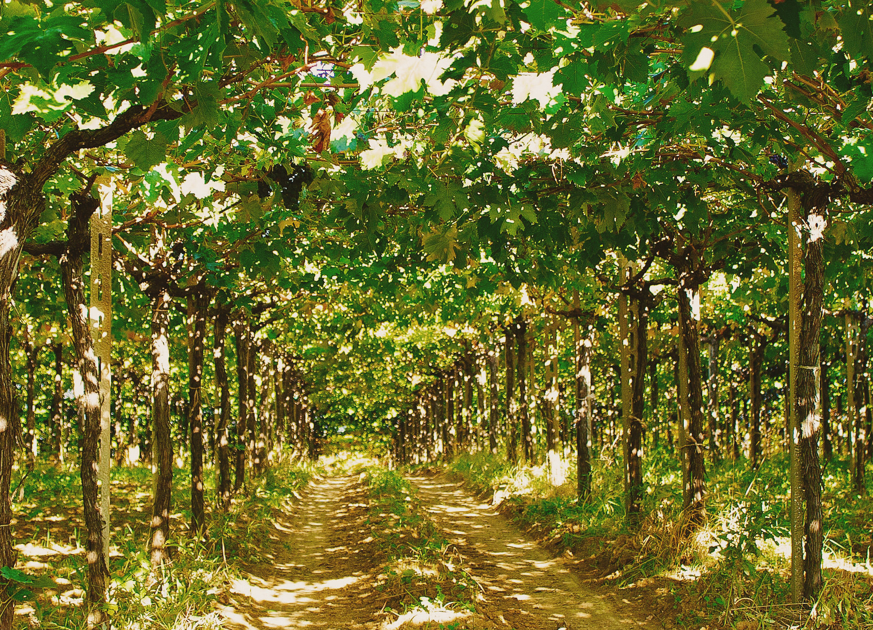 azienda_fattoria teatina_01-th
