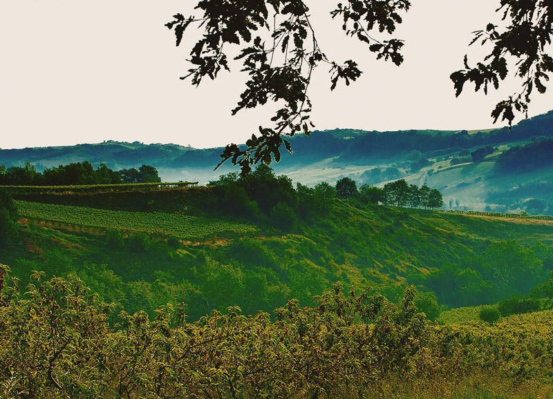 azienda_fattoria teatina_03-th