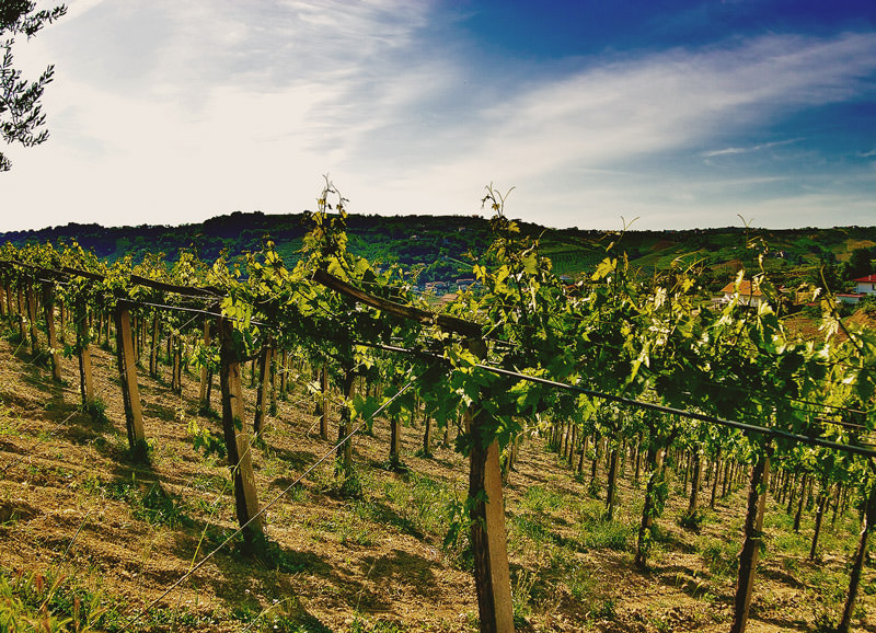 azienda_fattoria teatina_04-th
