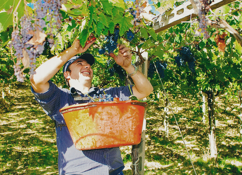azienda_fattoria teatina_06-th
